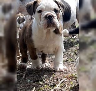 Old Englische Bulldoggenwelpen