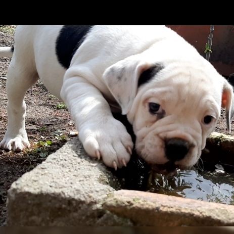 Old Englische Bulldoggenwelpen