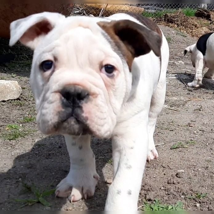 Old Englische Bulldoggenwelpen