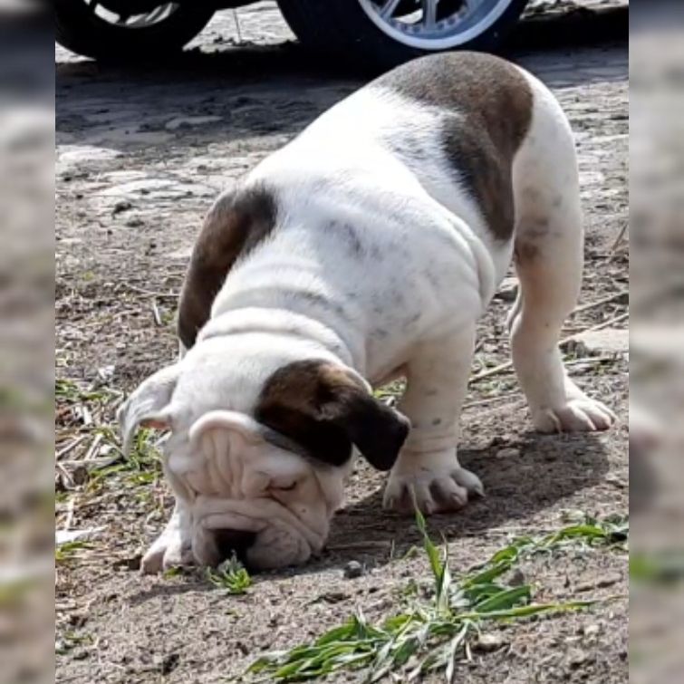 Old Englische Bulldoggenwelpen