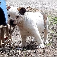 Old Englische Bulldoggenwelpen