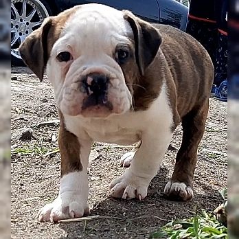 Old Englische Bulldoggenwelpen