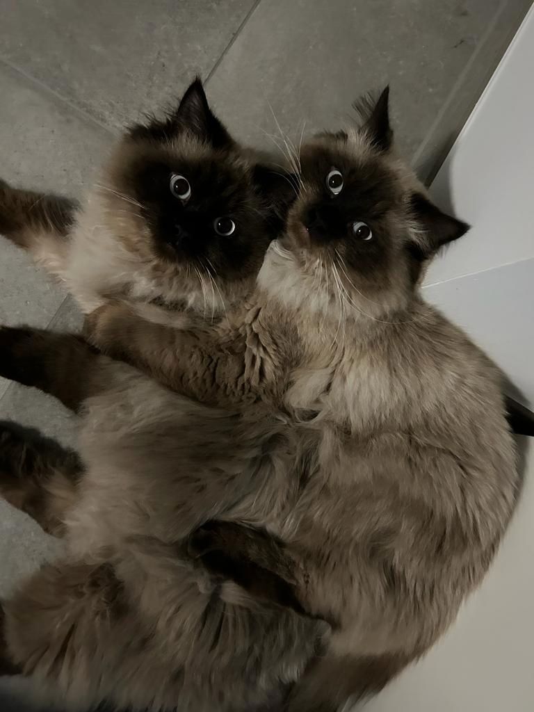 Zwei  heilige birma Kater