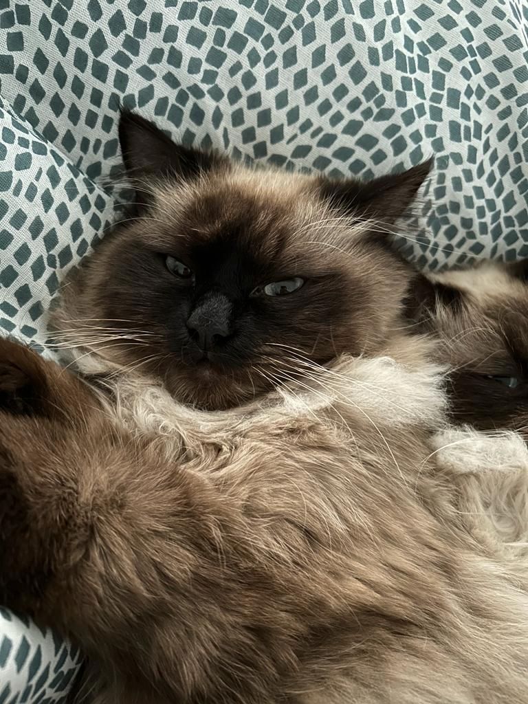 Zwei  heilige birma Kater