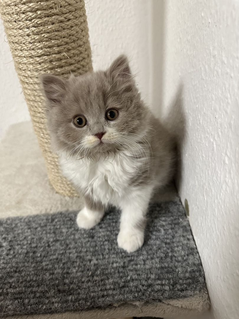 Bkh Blh kitten abgabebereit