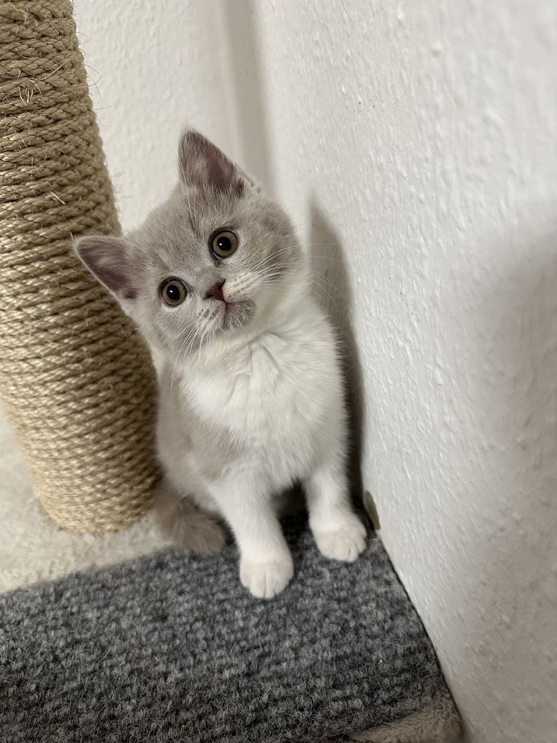 Bkh Blh kitten abgabebereit