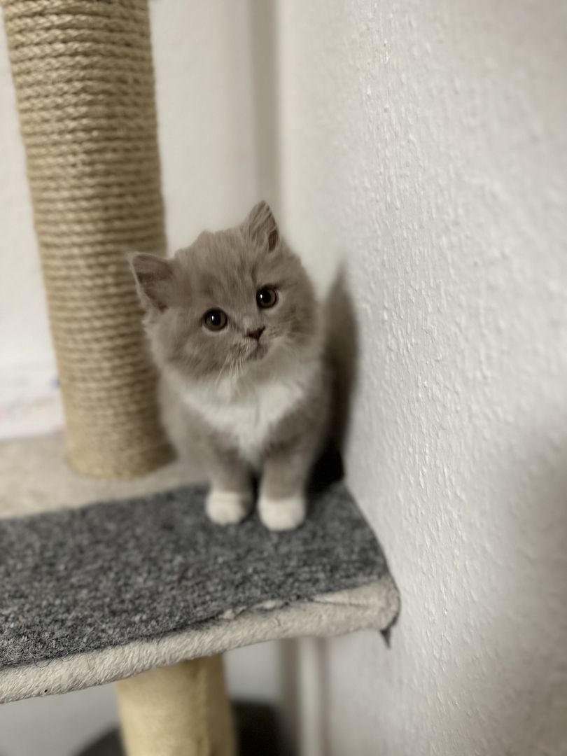 Bkh Blh kitten abgabebereit