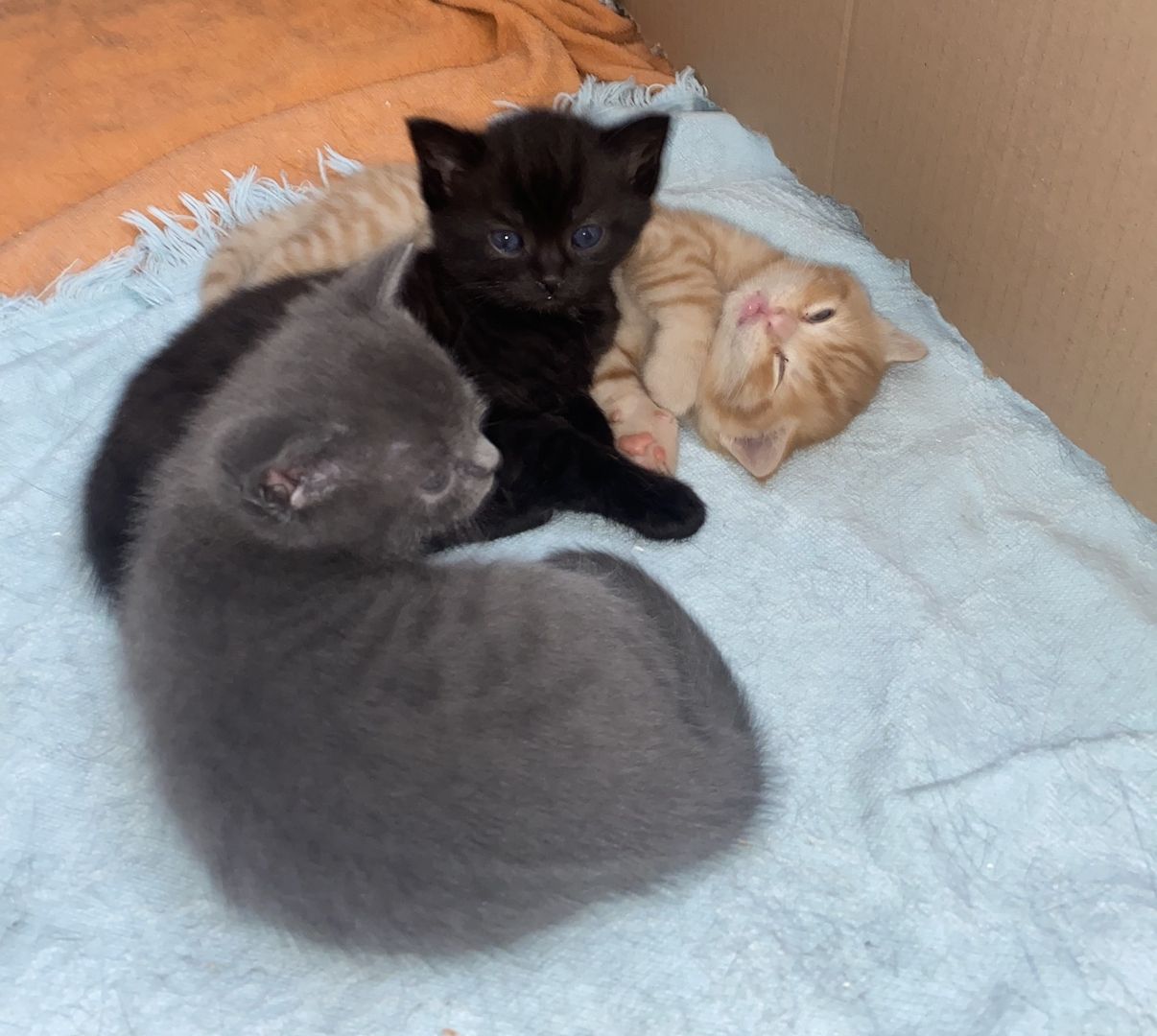 4 Kitten