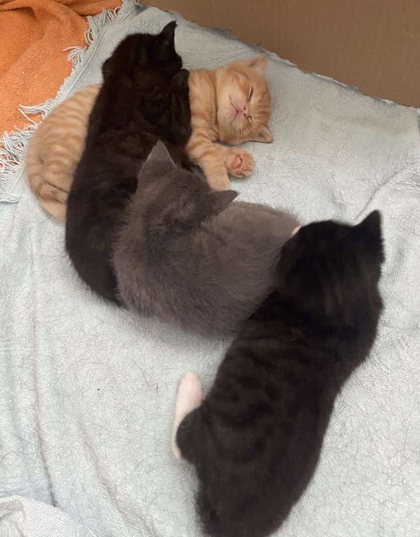 4 Kitten