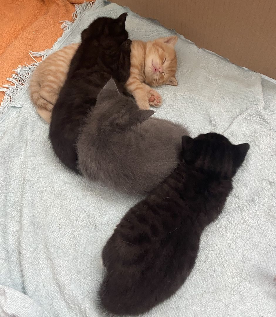 4 Kitten