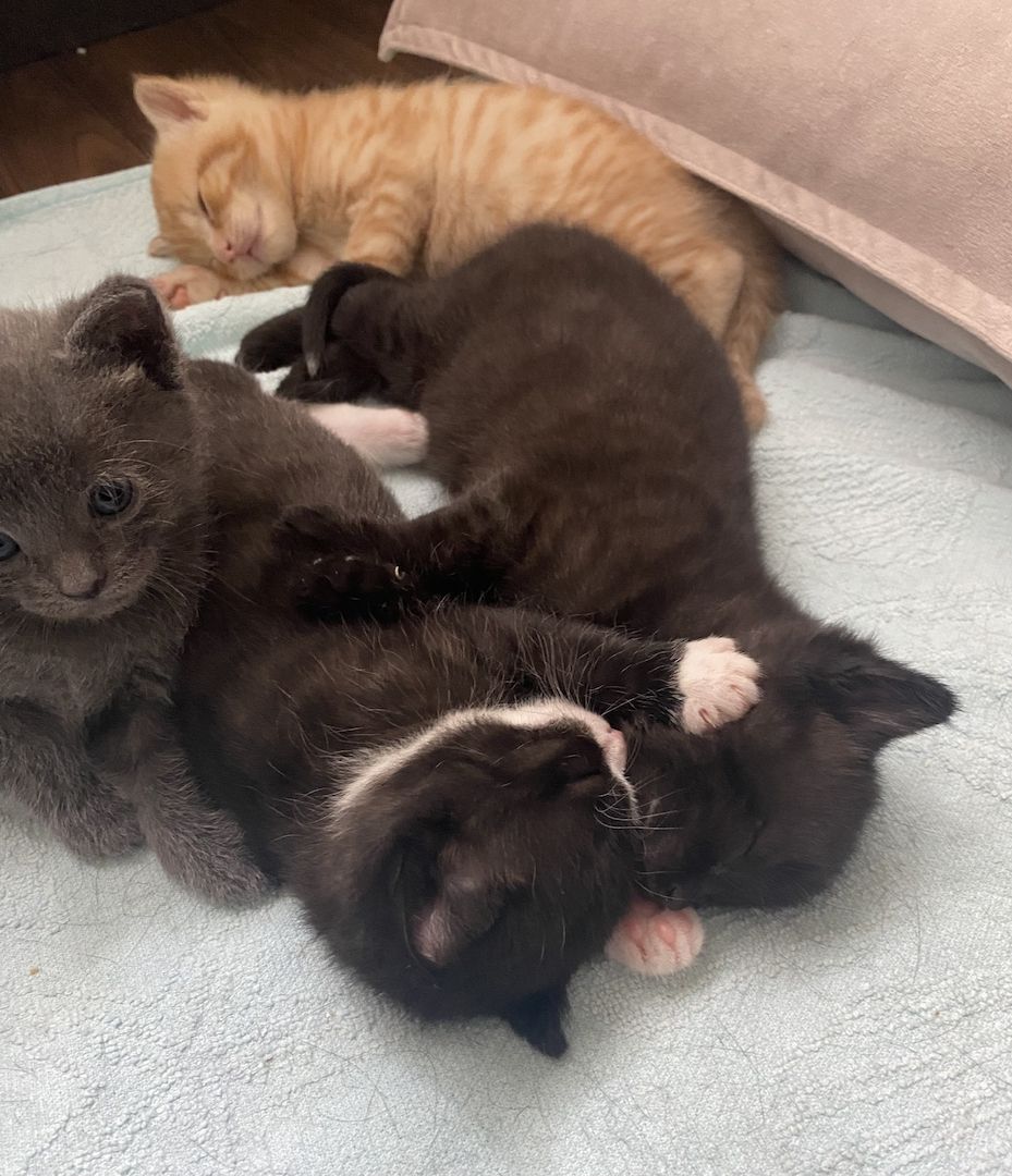 4 Kitten