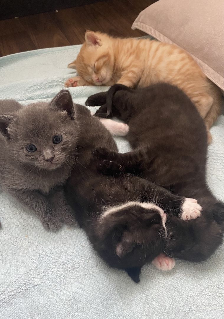 4 Kitten