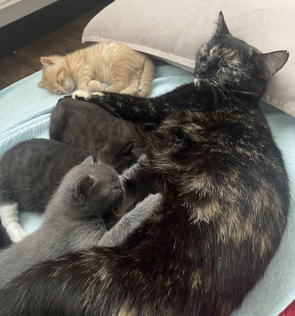 4 Kitten