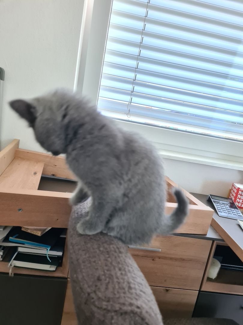 BKH-Kitten suchen ein liebes Zuhause