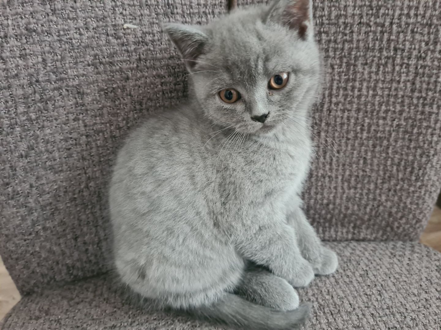 BKH-Kitten suchen ein liebes Zuhause