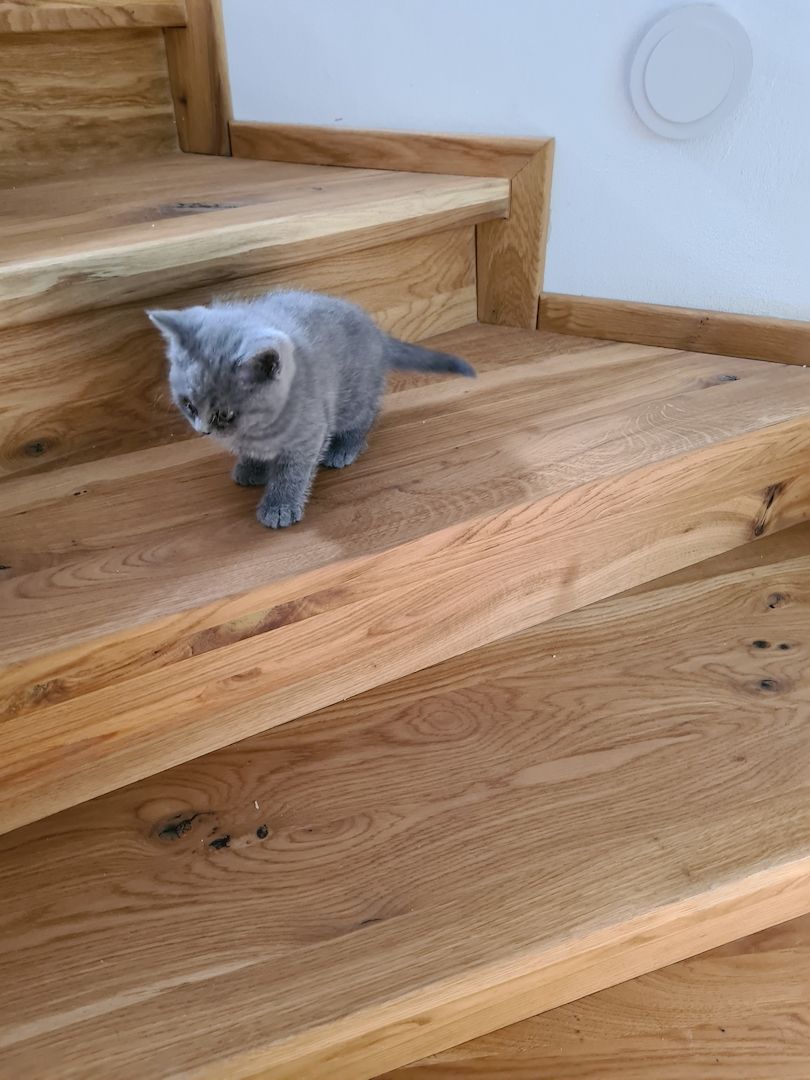 BKH-Kitten suchen ein liebes Zuhause