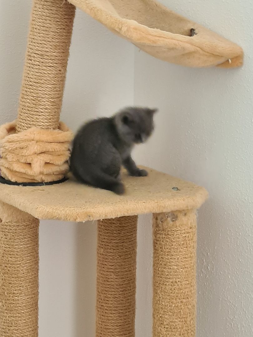 BKH-Kitten suchen ein liebes Zuhause