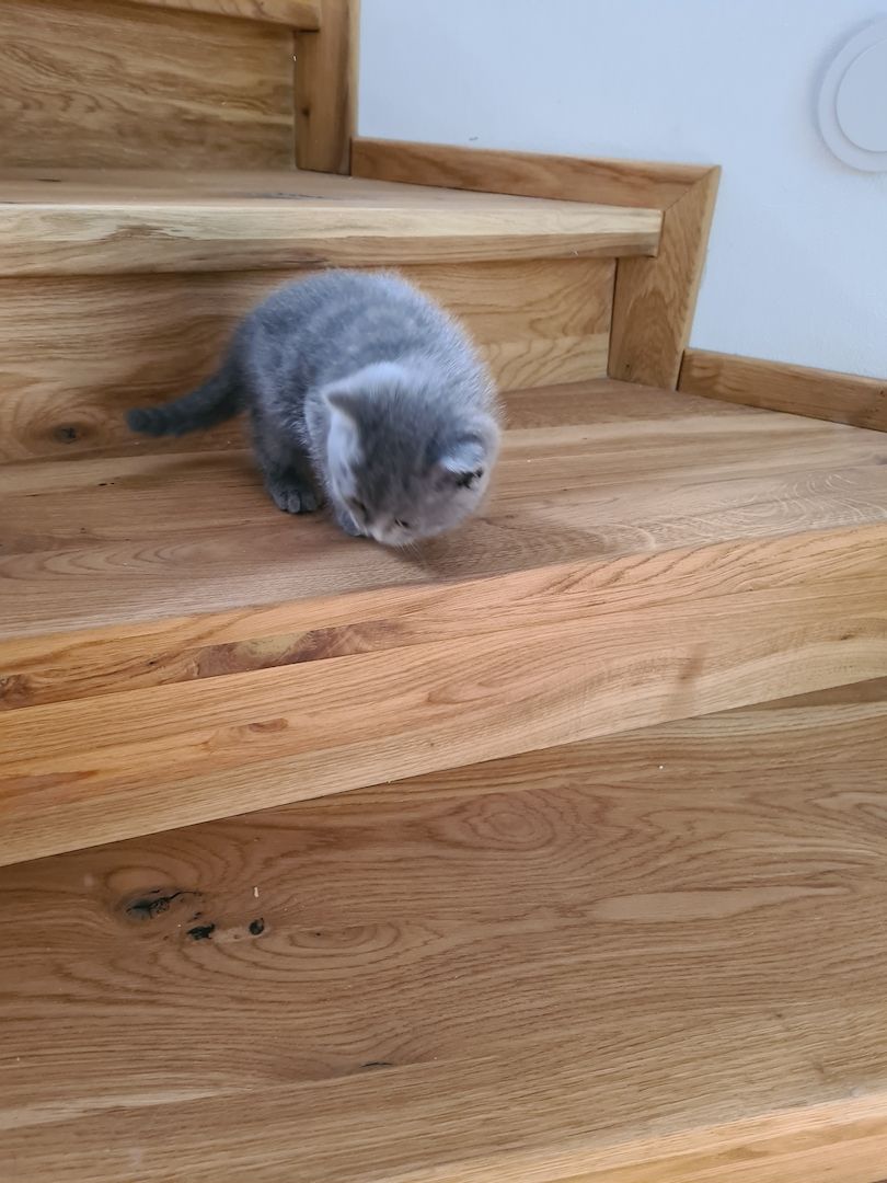 BKH-Kitten suchen ein liebes Zuhause