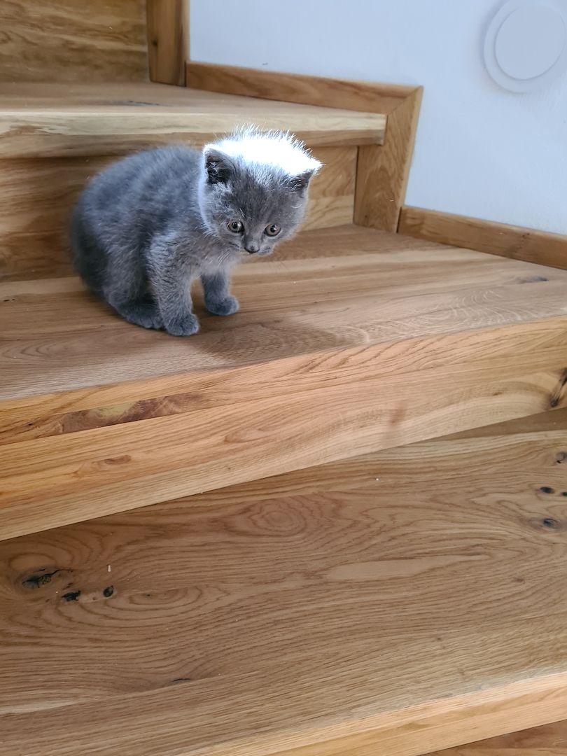 BKH-Kitten suchen ein liebes Zuhause