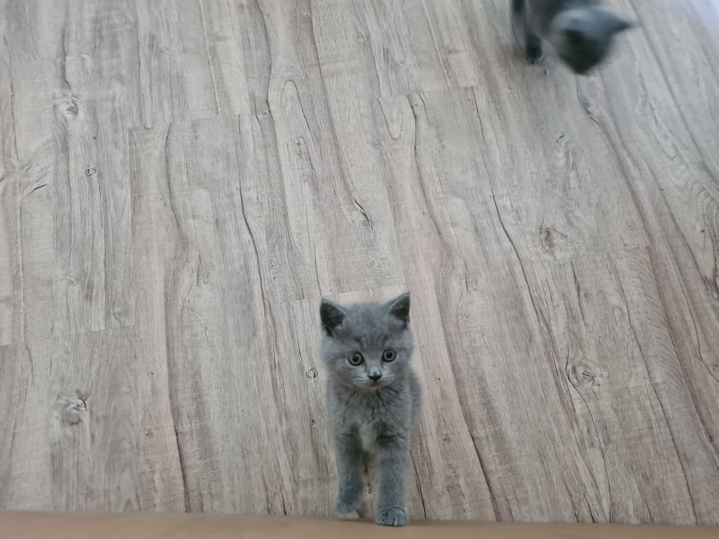 BKH-Kitten suchen ein liebes Zuhause