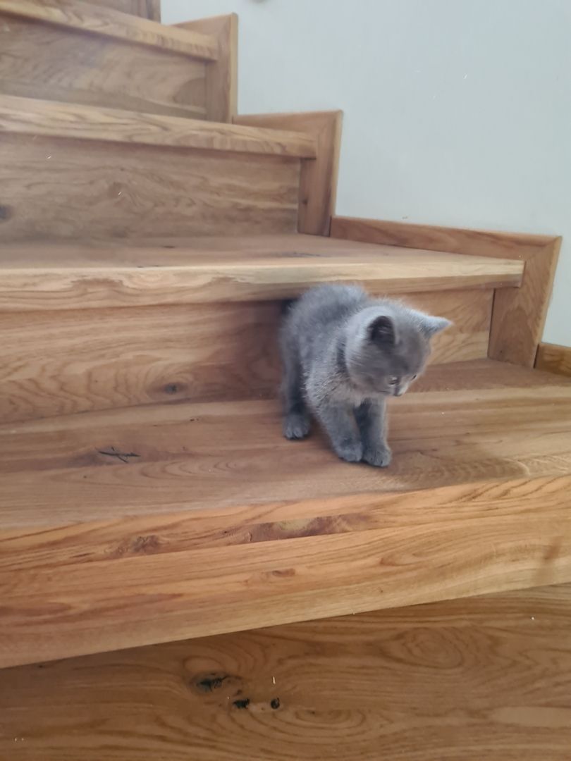 BKH-Kitten suchen ein liebes Zuhause