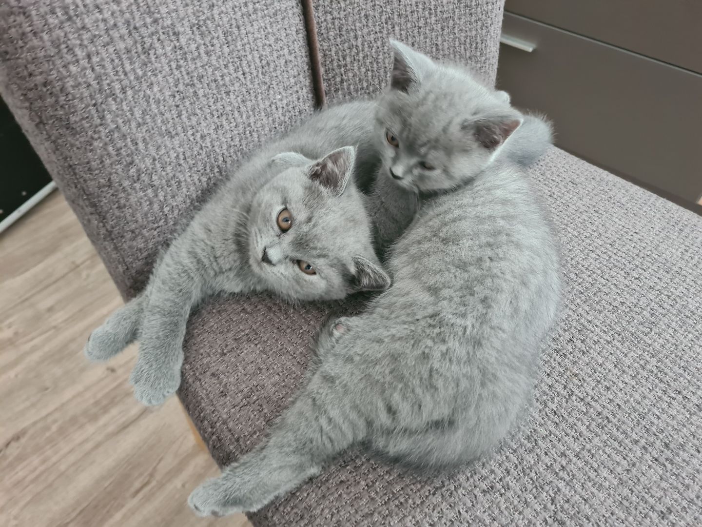 BKH-Kitten suchen ein liebes Zuhause