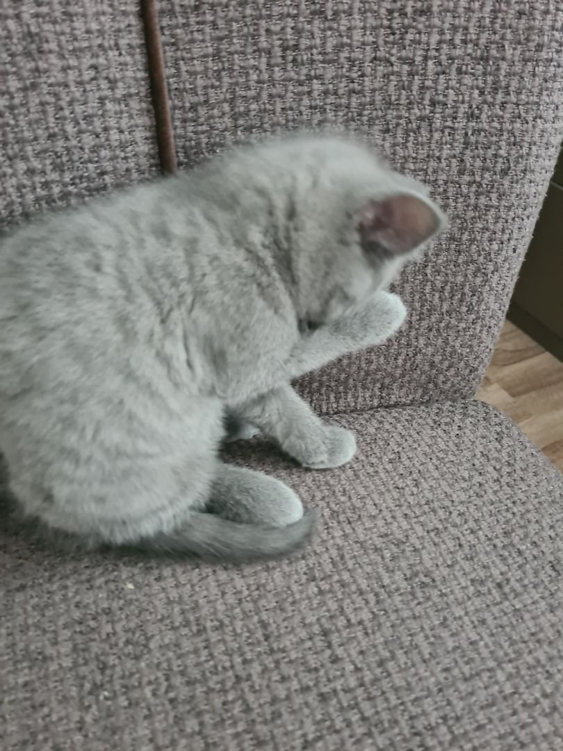 BKH-Kitten suchen ein liebes Zuhause