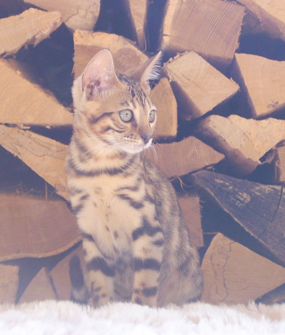 Wunderschön gezeichnete Bengal Kitten Wunderschön gezeichnete Bengal Kitten