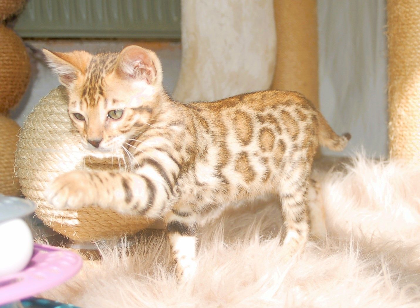 Wunderschön gezeichnete Bengal Kitten Wunderschön gezeichnete Bengal Kitten