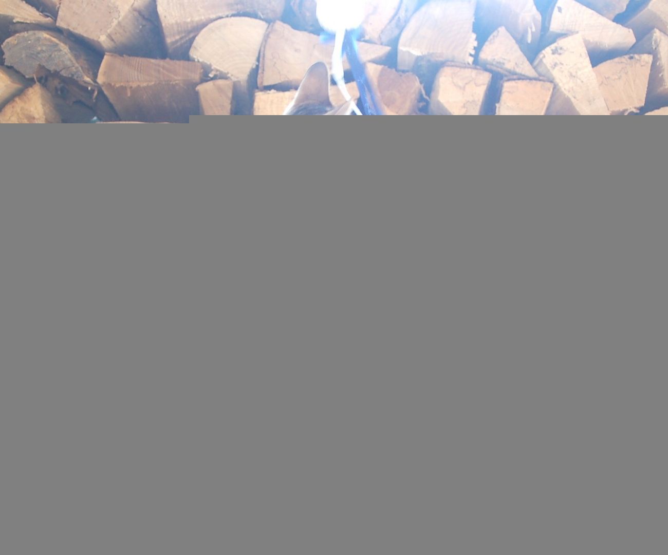 Wunderschön gezeichnete Bengal Kitten Wunderschön gezeichnete Bengal Kitten