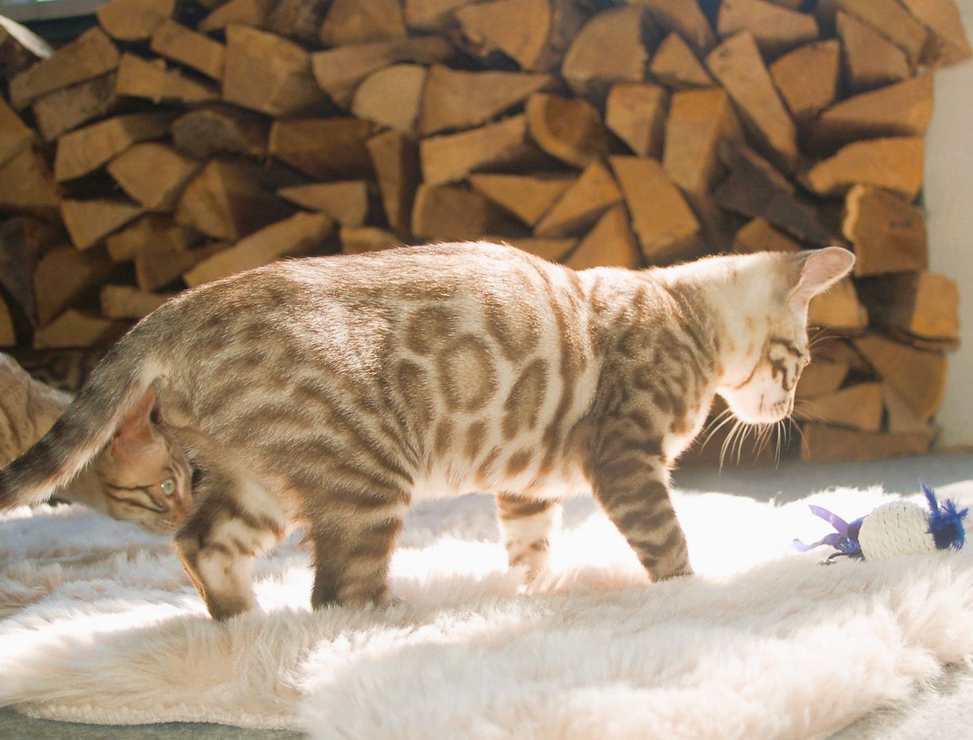 Wunderschön gezeichnete Bengal Kitten Wunderschön gezeichnete Bengal Kitten