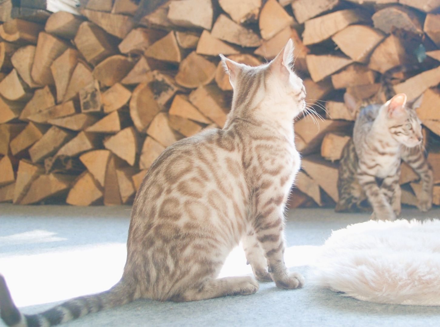 Wunderschön gezeichnete Bengal Kitten Wunderschön gezeichnete Bengal Kitten