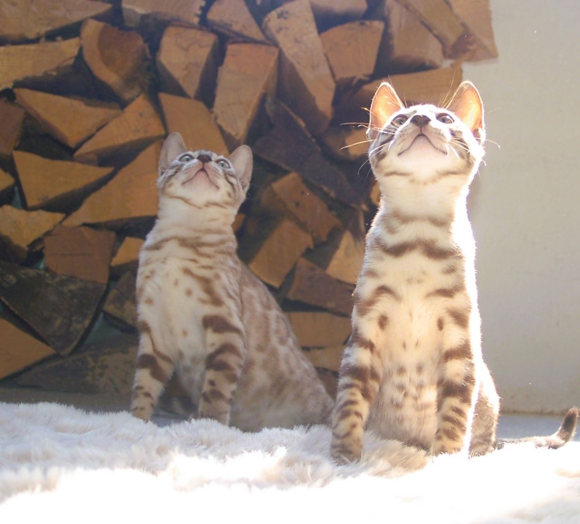 Wunderschön gezeichnete Bengal Kitten Wunderschön gezeichnete Bengal Kitten