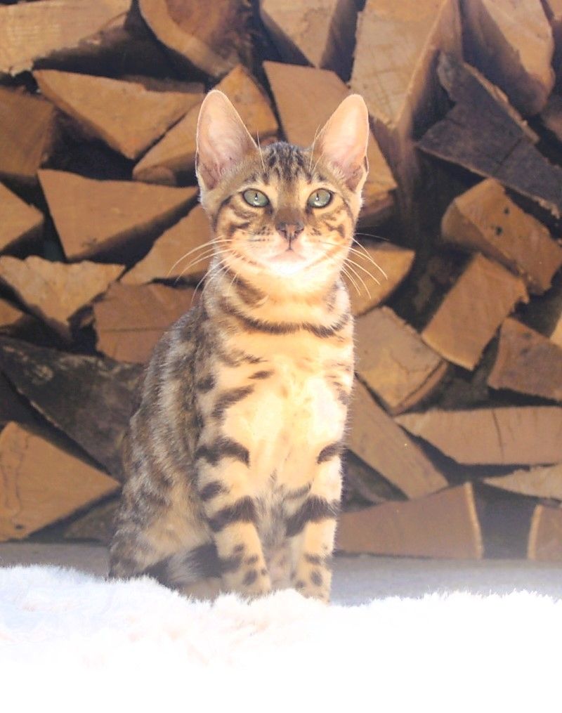 Wunderschön gezeichnete Bengal Kitten Wunderschön gezeichnete Bengal Kitten