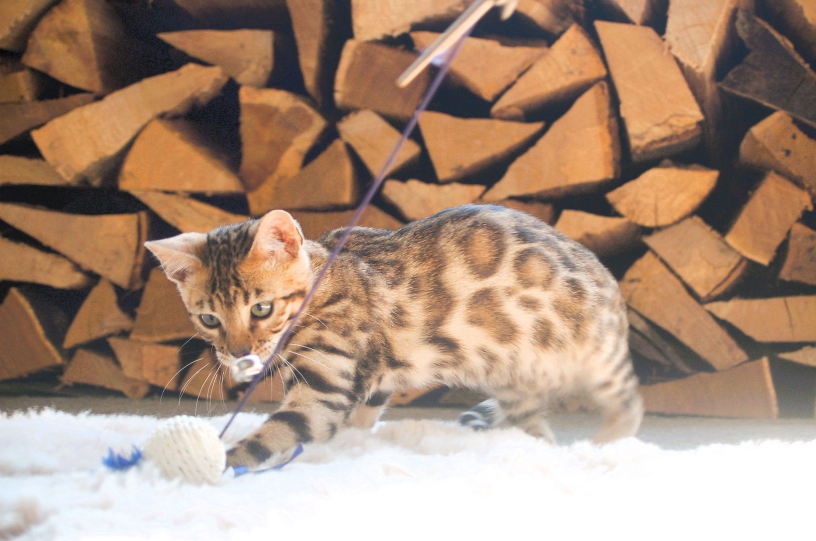 Wunderschön gezeichnete Bengal Kitten Wunderschön gezeichnete Bengal Kitten