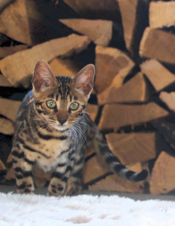 Wunderschön gezeichnete Bengal Kitten Wunderschön gezeichnete Bengal Kitten
