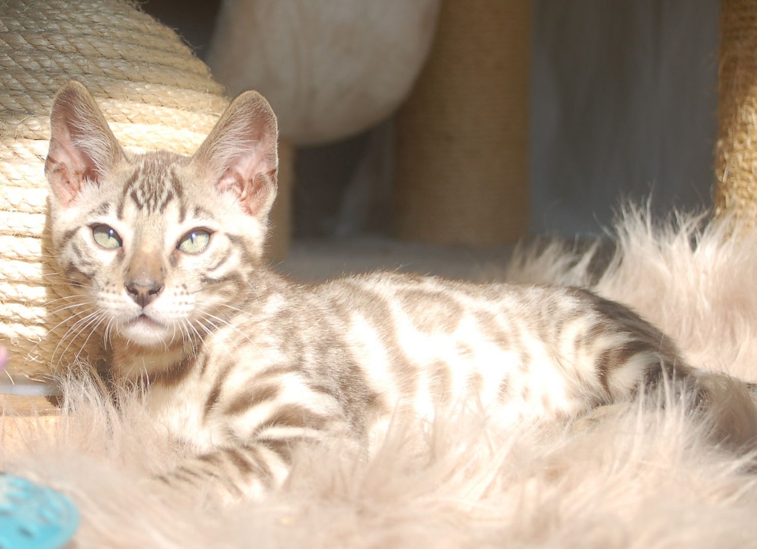 Wunderschön gezeichnete Bengal Kitten Wunderschön gezeichnete Bengal Kitten