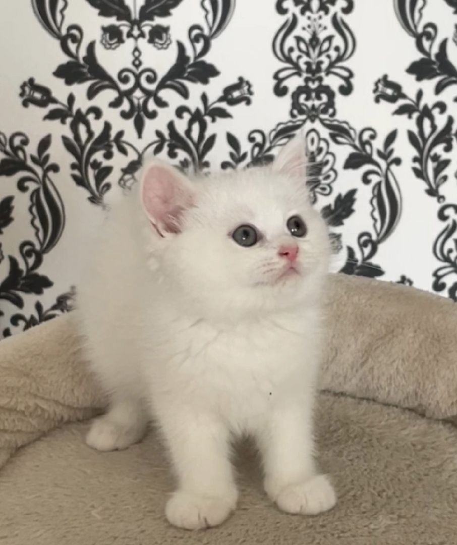 BKH kitten