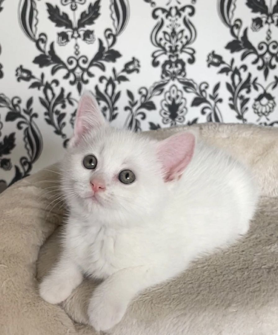 BKH kitten