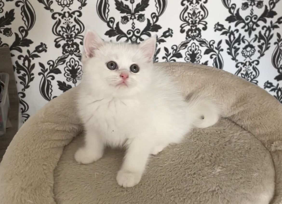 BKH kitten