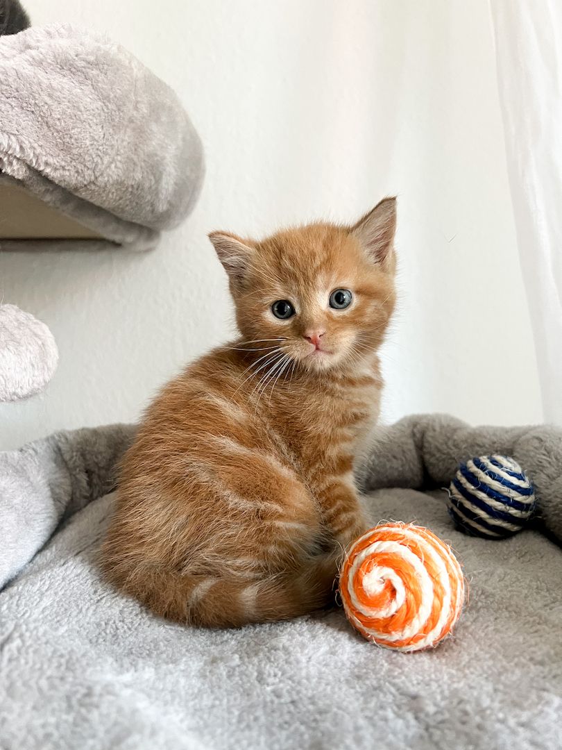 BLH EKH Kitten