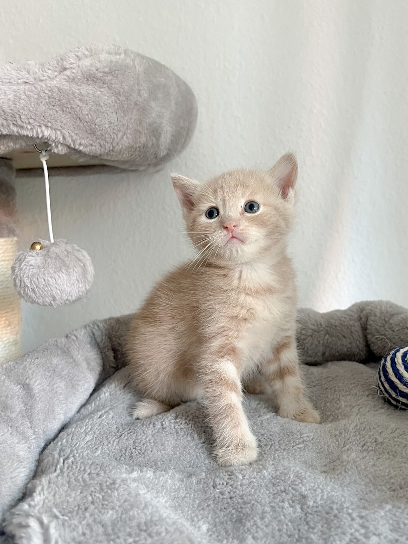 BLH EKH Kitten