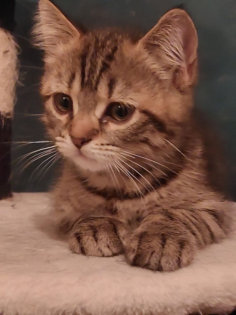 BKh Mix Kätzchen verkaufen