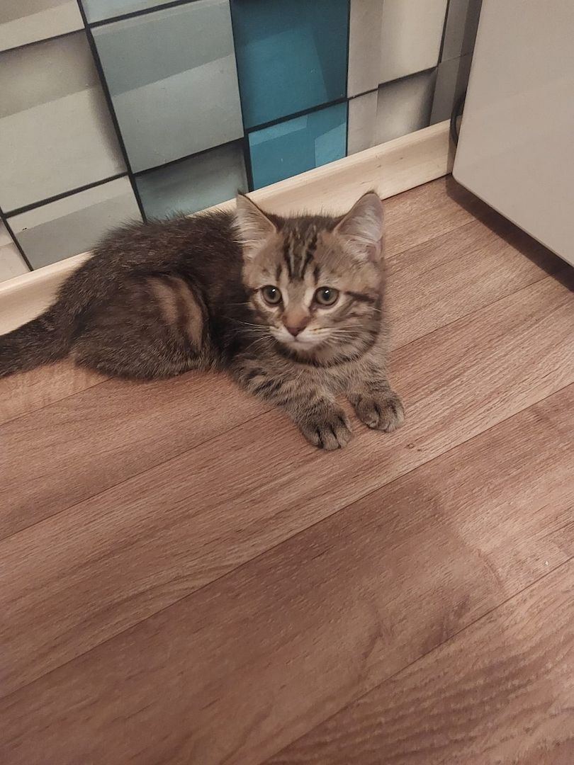 BKh Mix Kätzchen verkaufen