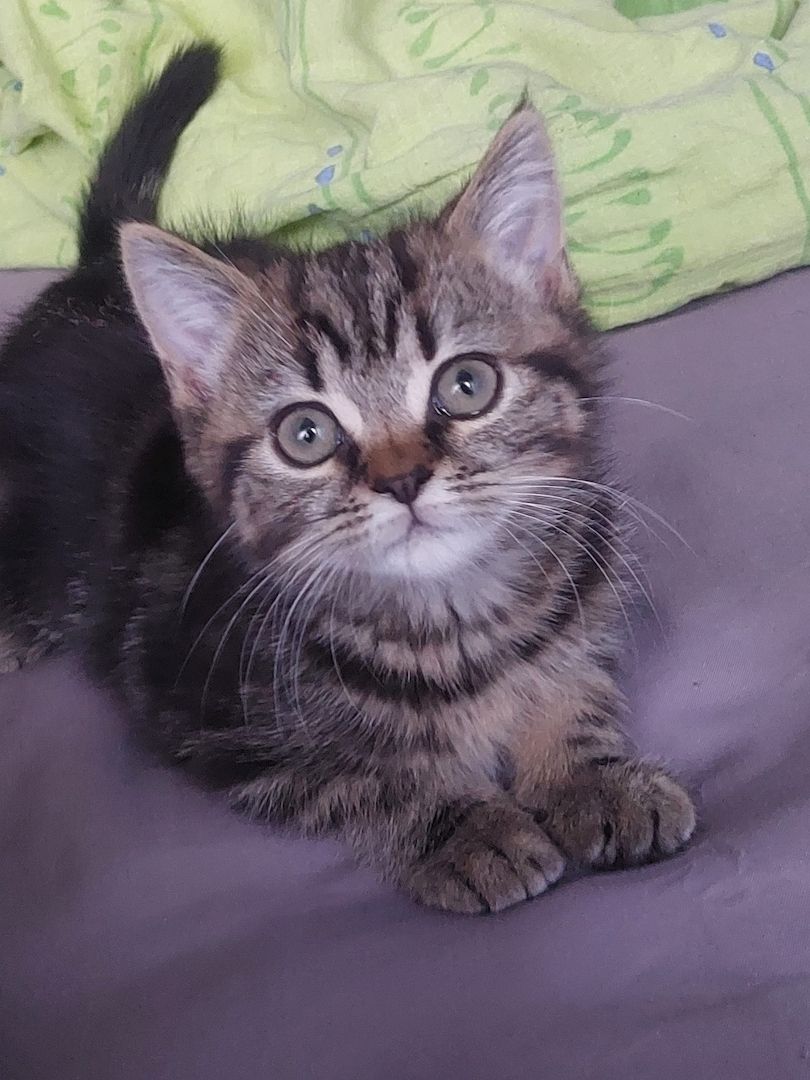 BKh Mix Kätzchen verkaufen