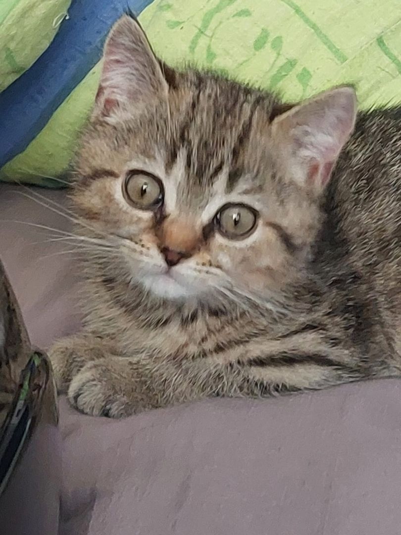 BKh Mix Kätzchen verkaufen