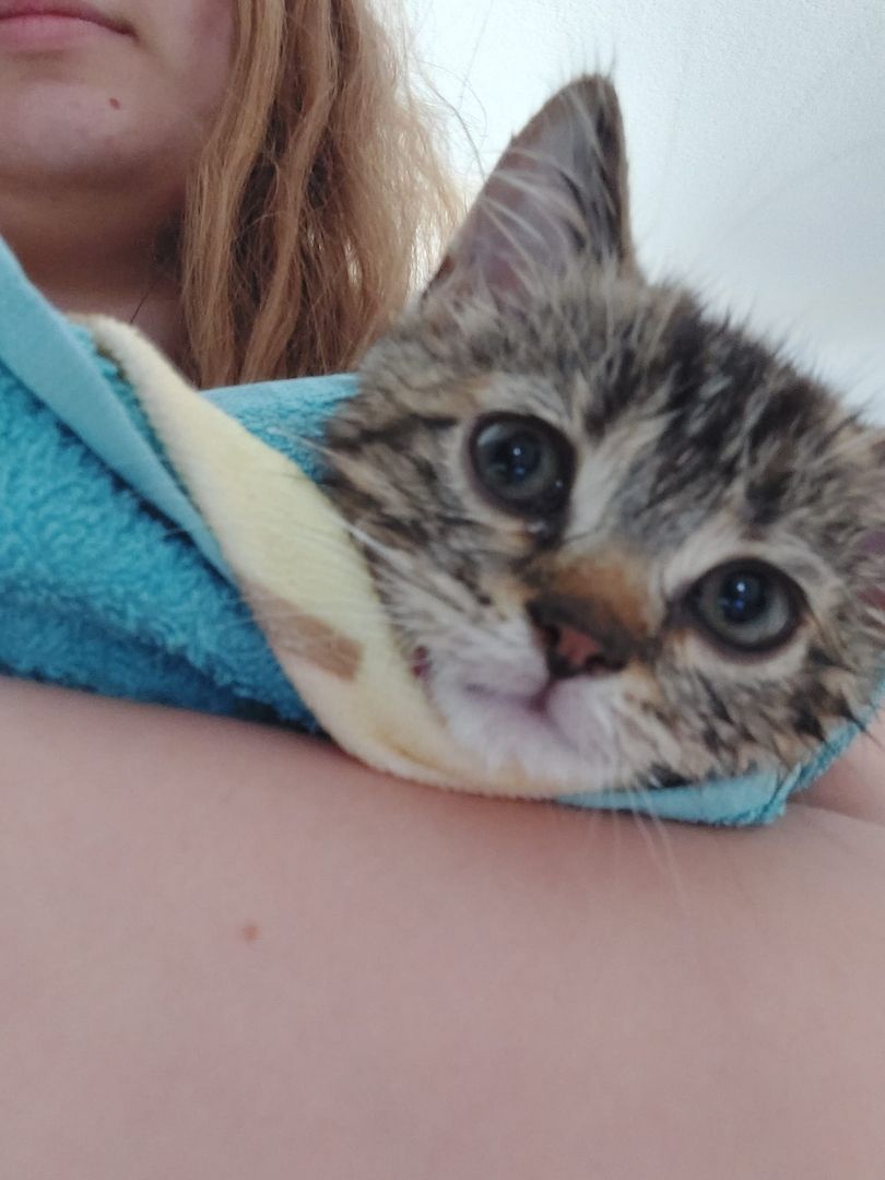 BKh Mix Kätzchen verkaufen