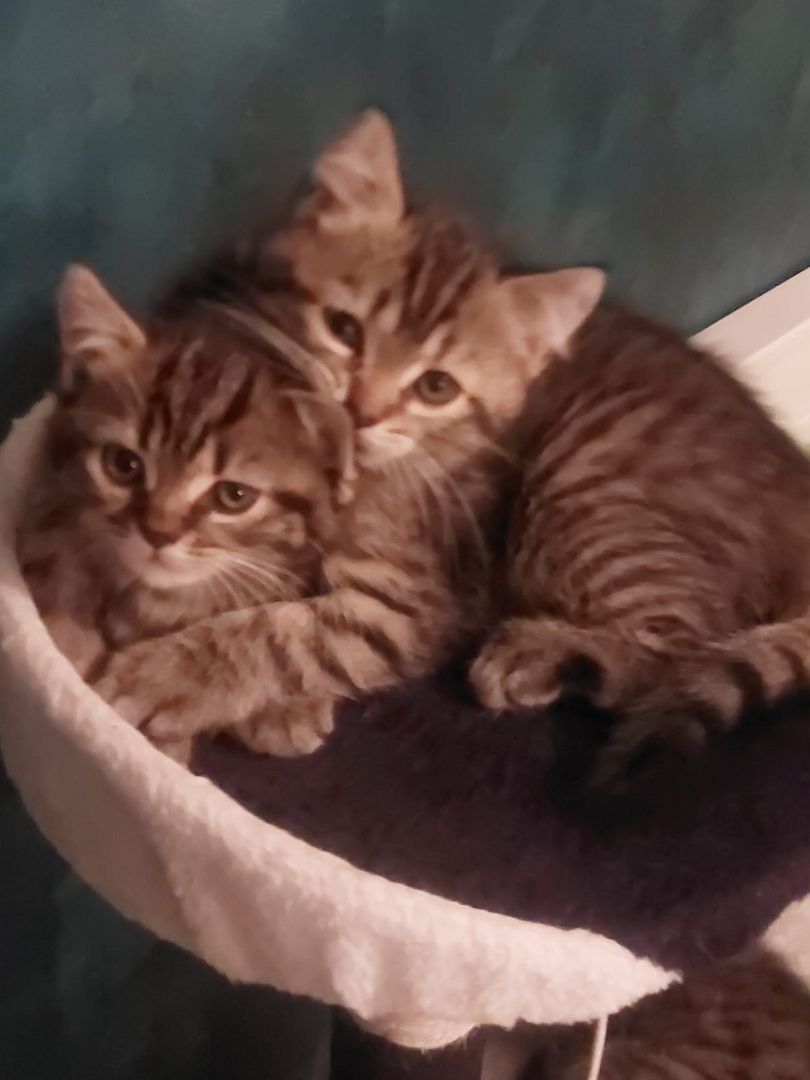 BKh Mix Kätzchen verkaufen