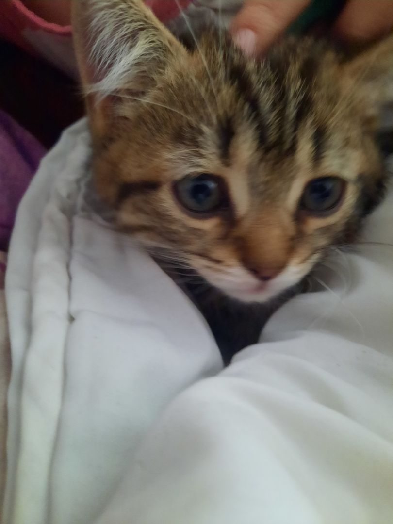 BKh Mix Kätzchen verkaufen