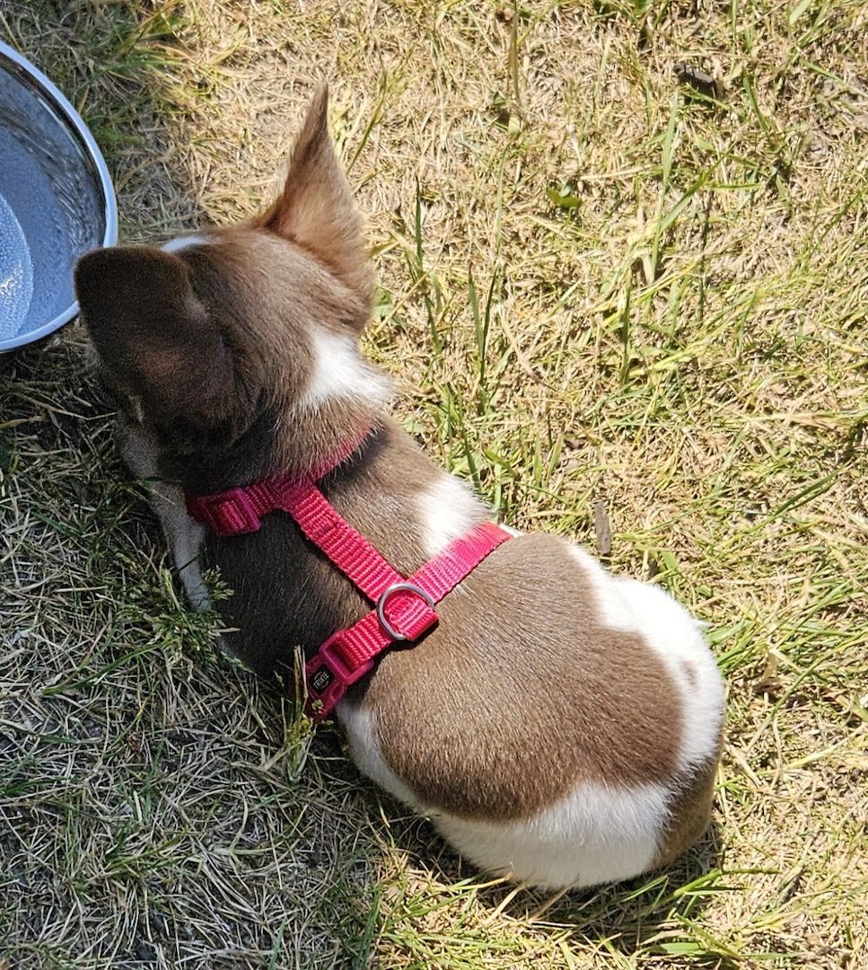 Chihuahua Welpe Hündin reinrassig